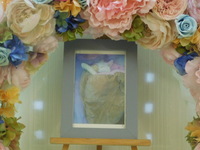 水戸市愛猫むぎちゃん