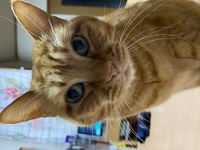 茨城町愛猫ちゃー坊ちゃん