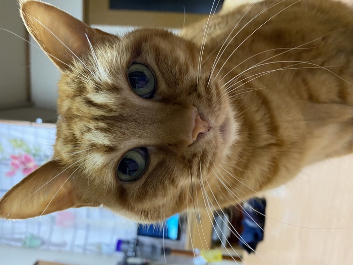 相田久也様愛猫ちゃー坊.jpg