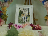 日立市愛犬空ちゃん