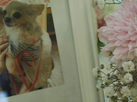 水戸市愛犬メルちゃん