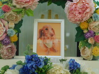 東海村愛犬モカちゃん