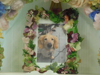 那珂市愛犬バニラちゃん