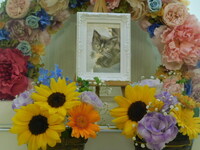 水戸市愛猫サランちゃん