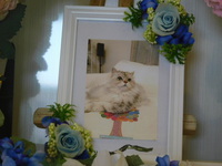 日立市愛猫シエルちゃん