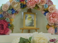 笠間市愛鳥プリンちゃん