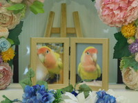 日立市愛鳥さくらちゃん