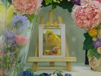 常陸大宮市愛鳥ぴのちゃん