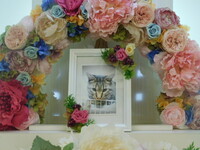 水戸市愛猫ちょこ丸ちゃん