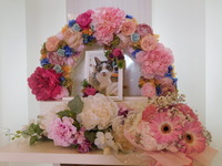 小美玉市愛猫はなこちゃん