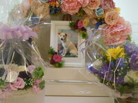 水戸市愛犬サンジちゃん