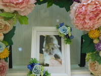 水戸市ファンシーラット・ルーちゃん