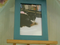 水戸市愛猫キキちゃん