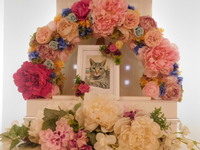 常陸大宮市愛猫おくちゃん