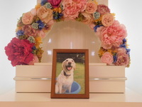 水戸市愛犬ナスカちゃん