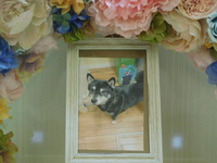 水戸市愛犬ボルトちゃん