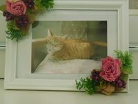 水戸市愛猫トラたん