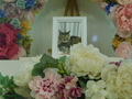 水戸市愛猫ななちゃん