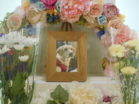 城里町愛犬ハナちゃん