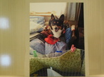ひたちなか市愛犬レンちゃん