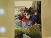 ひたちなか市愛犬レンちゃん