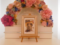 大子町愛犬チョコちゃん