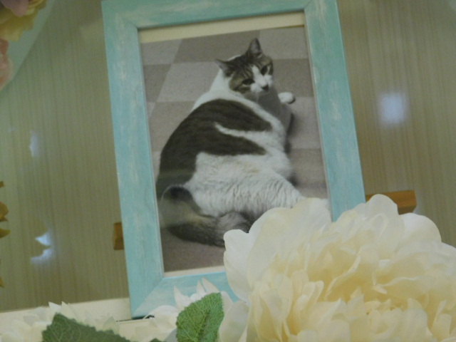 奥谷家愛猫チョボちゃん.JPG