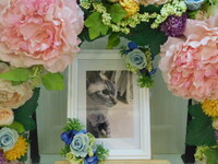 東海村愛猫うずらちゃん