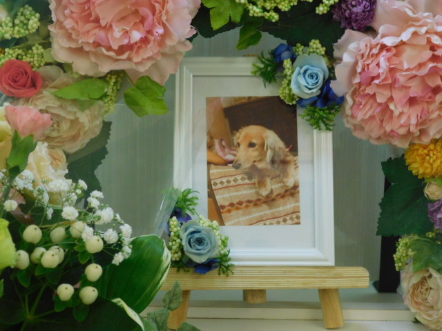 宇野家愛犬なな.JPG