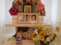 日立市愛犬ミルコちゃん