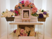 水戸市愛猫しろちゃん