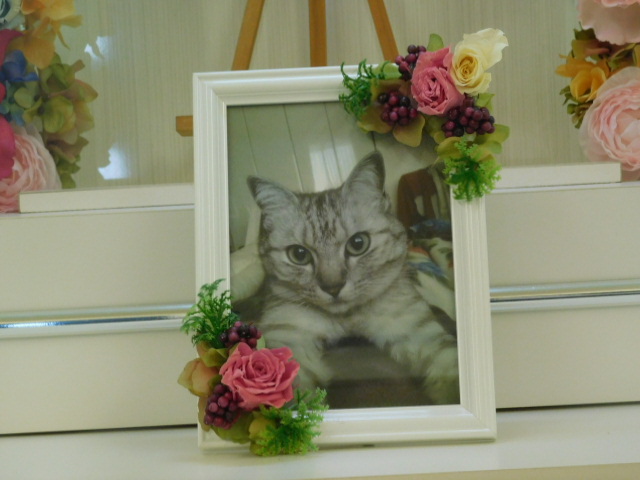 小瀧家愛猫マリー.JPG