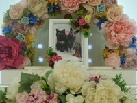 水戸市の愛猫ろっちゃん