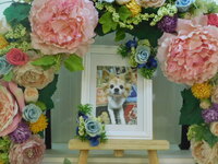 水戸市愛犬ココアちゃん