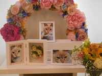 水戸市愛猫にゃーちゃん