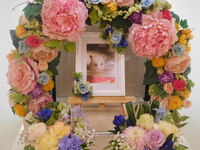 水戸市ハムスターおまめちゃん