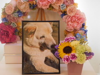 那珂市愛犬コロちゃん