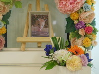 水戸市キンクマハムスター・ラテちゃん