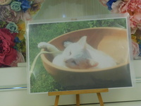 水戸市愛猫チロちゃん