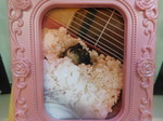 石岡市ジャンガリアンハムスターもこちゃん
