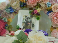 水戸市愛猫ソラちゃん