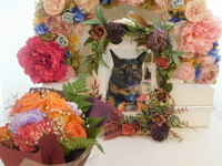 鉾田市愛猫次子ちゃん