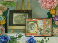 水戸市愛猫ちびこちゃん