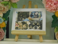 高萩市愛犬ルナちゃん