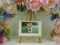 城里町愛犬ソラちゃん