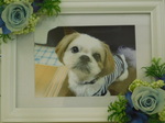水戸市愛犬マリーちゃん