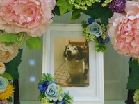 ひたちなか市愛犬アルちゃん