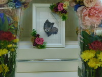 ひたちなか市愛犬タロウちゃん