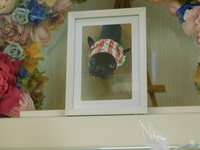 石岡市愛犬風太ちゃん