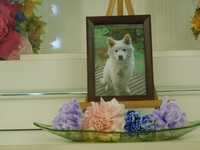 水戸市愛犬ほたるちゃん